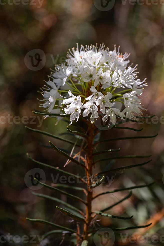 Labrador Tea on theGreen Background photo