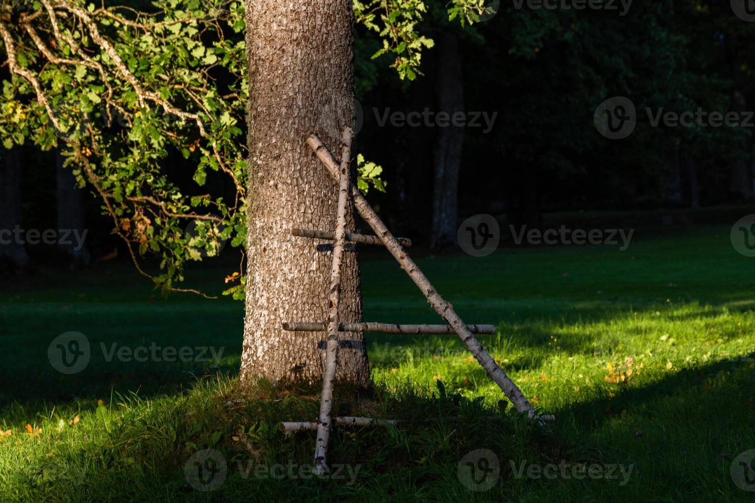 troncos de árboles en el bosque foto