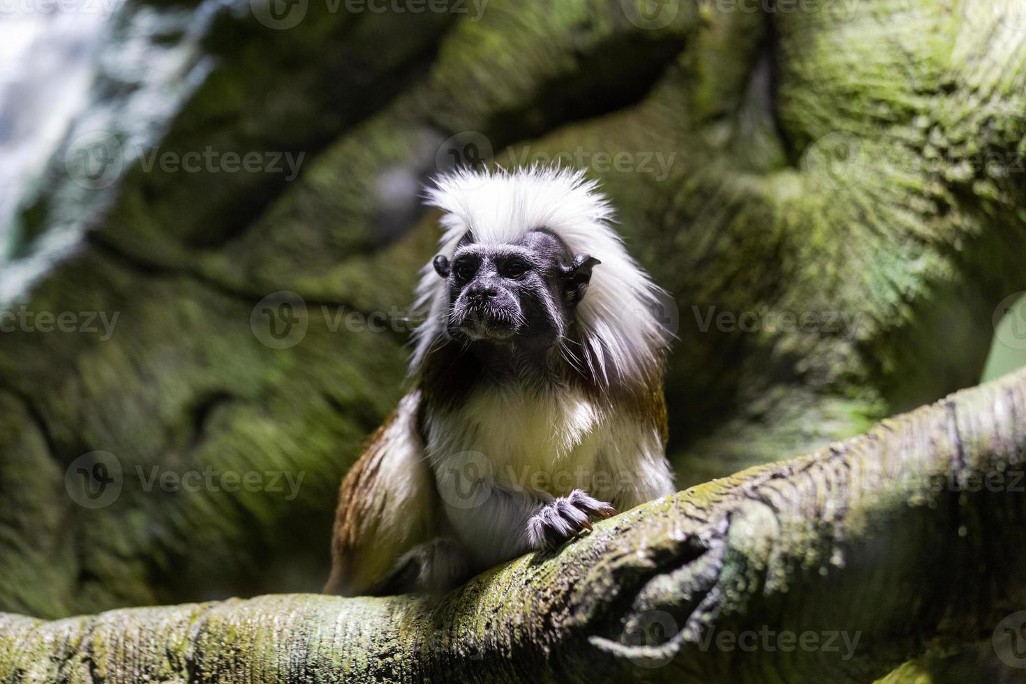 Marmosets on the natural background photo