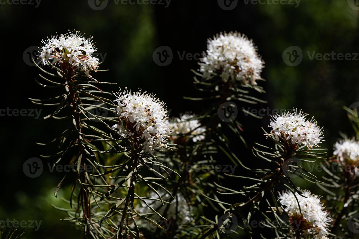 Labrador Tea on theGreen Background 17104499 Stock Photo at Vecteezy