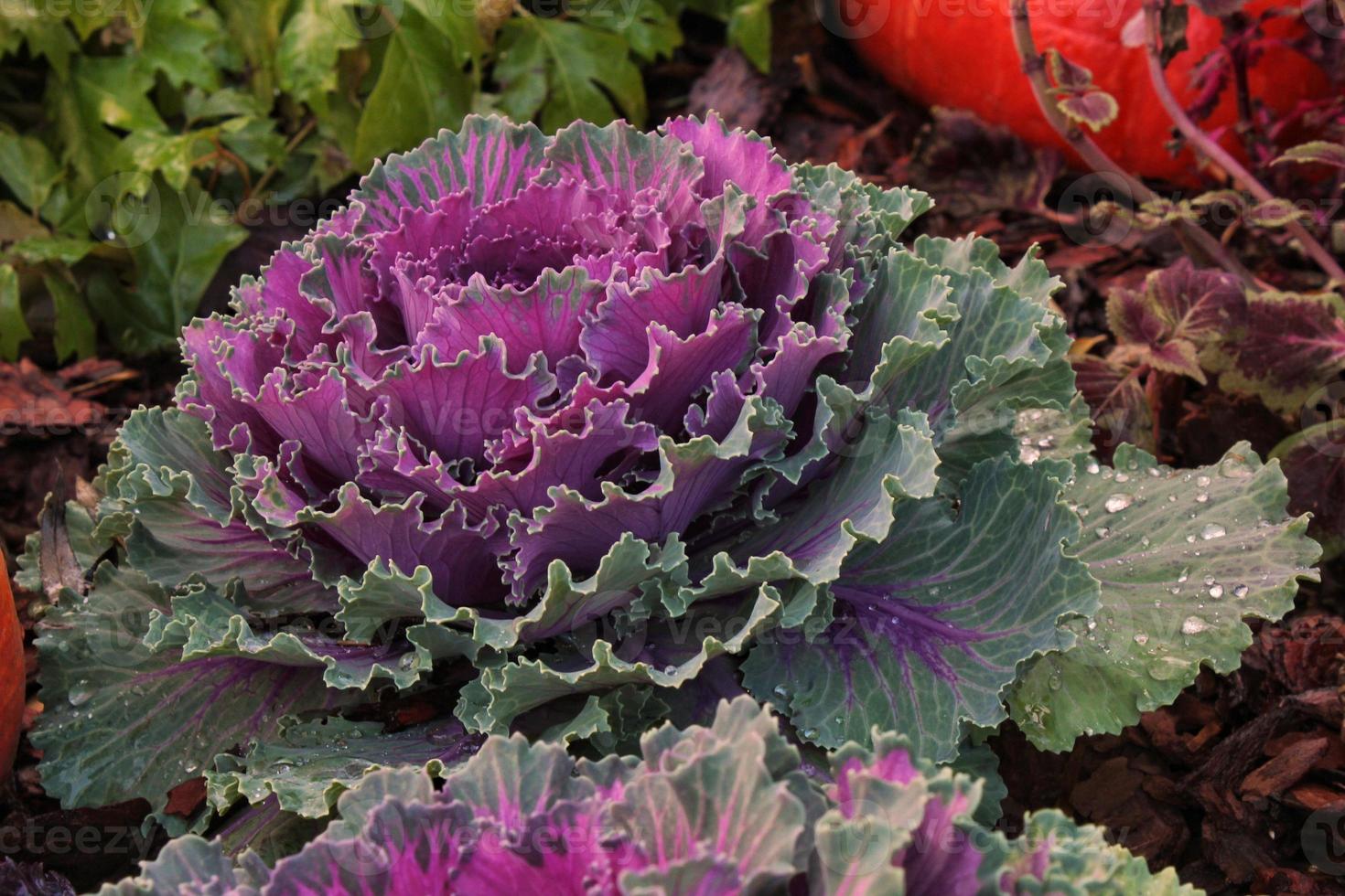 Close-up of fresh plant leaves decorative purple cabbage Brassica oleracea. Organic vegetable healthy eating concept. Autumn harvesting. Vegan food. Agriculture gardening, growing and bio farming photo