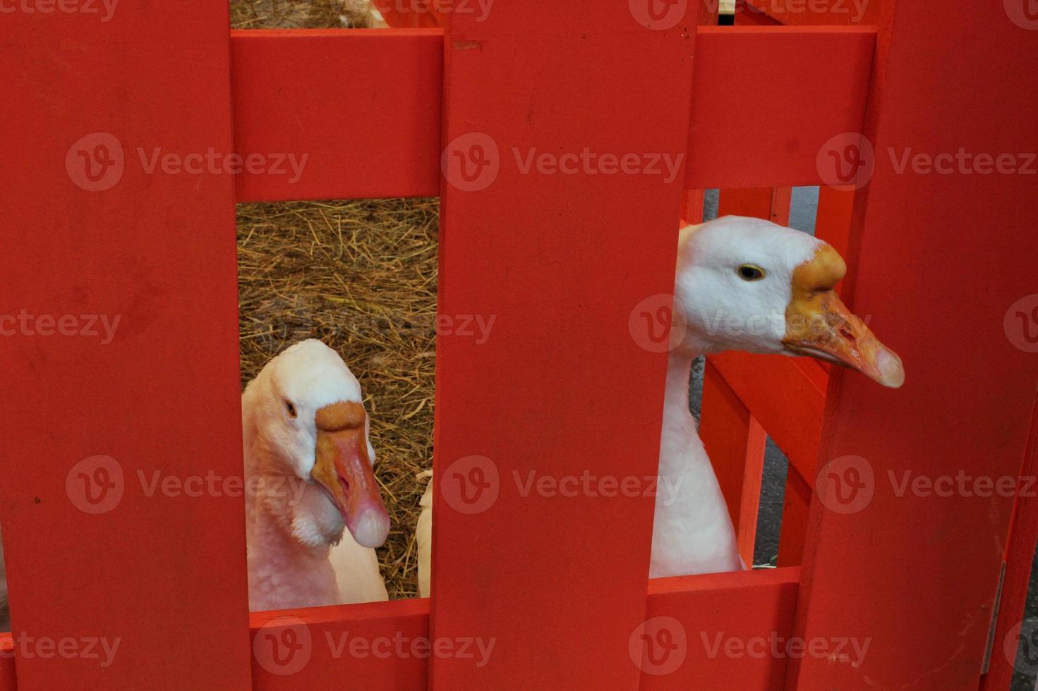 ganso blanco sobre heno de hierba seca en el patio trasero de la granja de animales con valla de madera roja. ave mascota casera. paisaje de campo. natural, orgánico, cultivo, concepto de agricultura. negocio agrícola. agroturismo foto