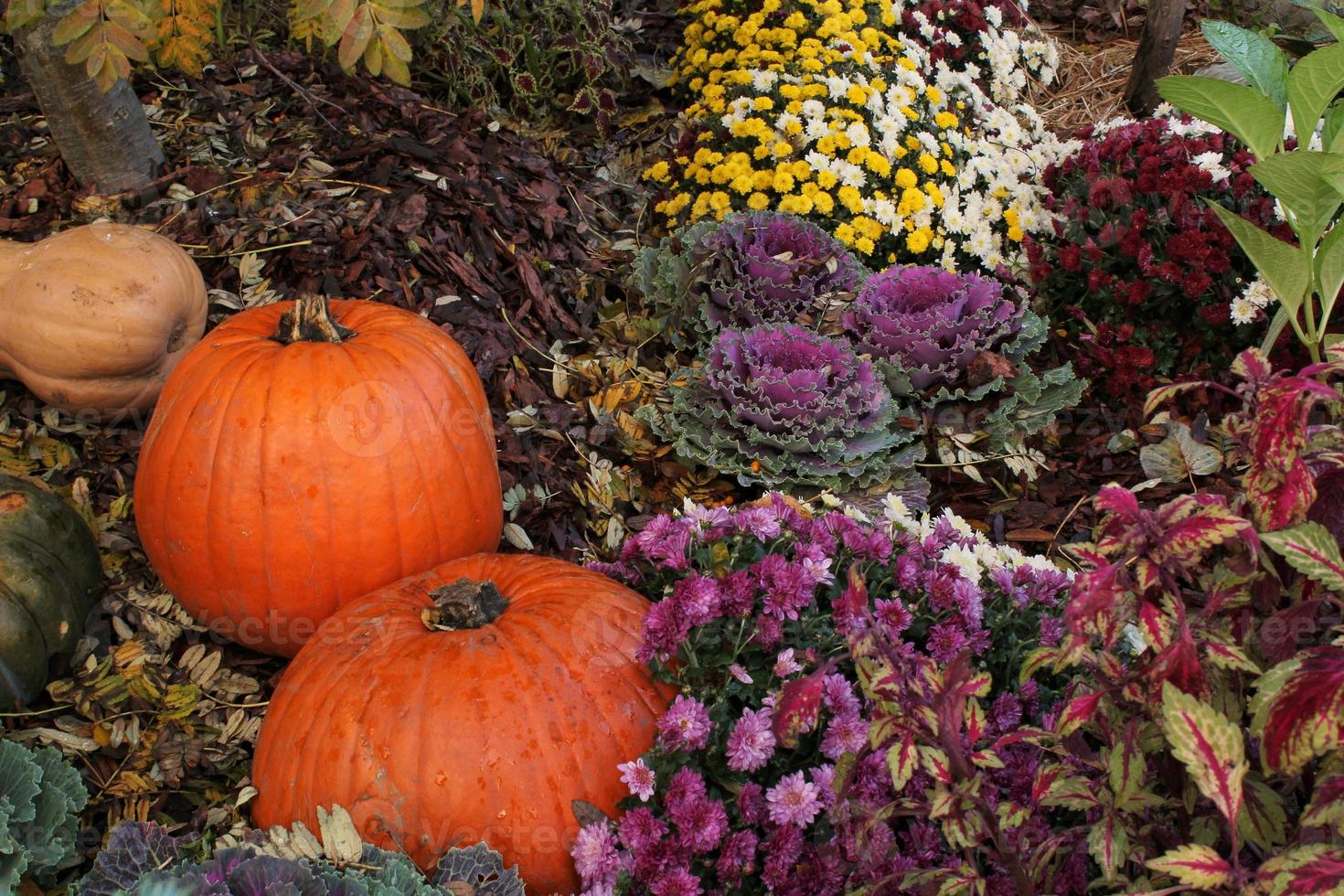 primer plano de hojas de plantas frescas repollo morado decorativo brassica oleracea y calabazas. concepto de alimentación saludable de vegetales orgánicos. cosecha de otoño. comida vegana. jardinería, cultivo y agricultura biológica foto