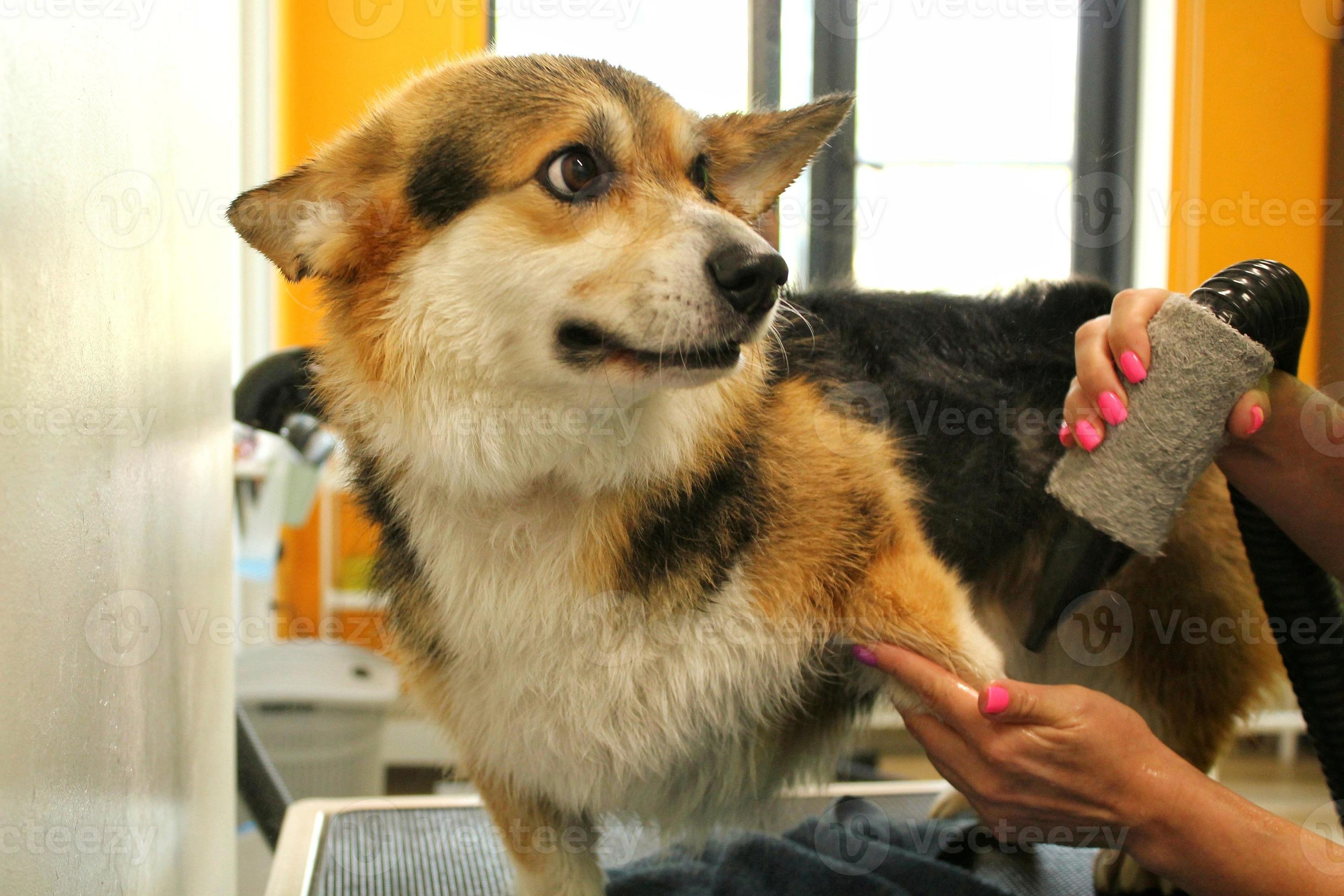 Peluquero Profesional De Mascotas, Secado Con Secador, Corgi