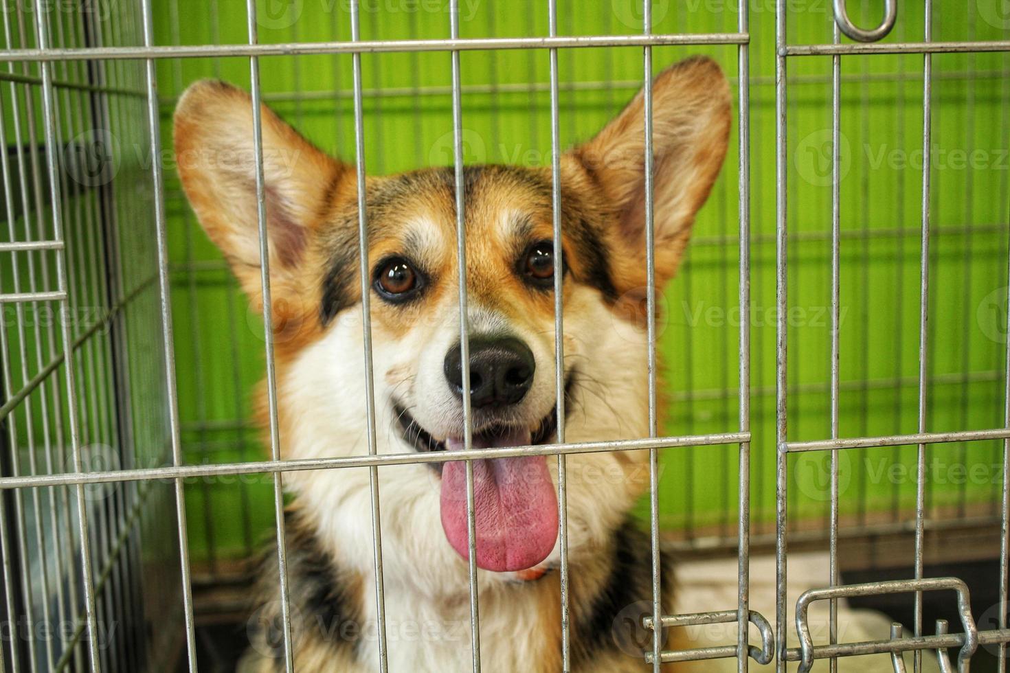 welsh pembroke dog in a cage waiting visit for an appointment at