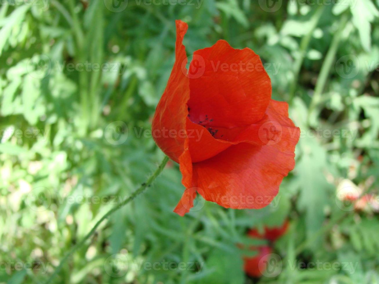 flores de amapola rojas con una abeja y campos de trigo en el fondo. amapola común papaver rhoeas foto