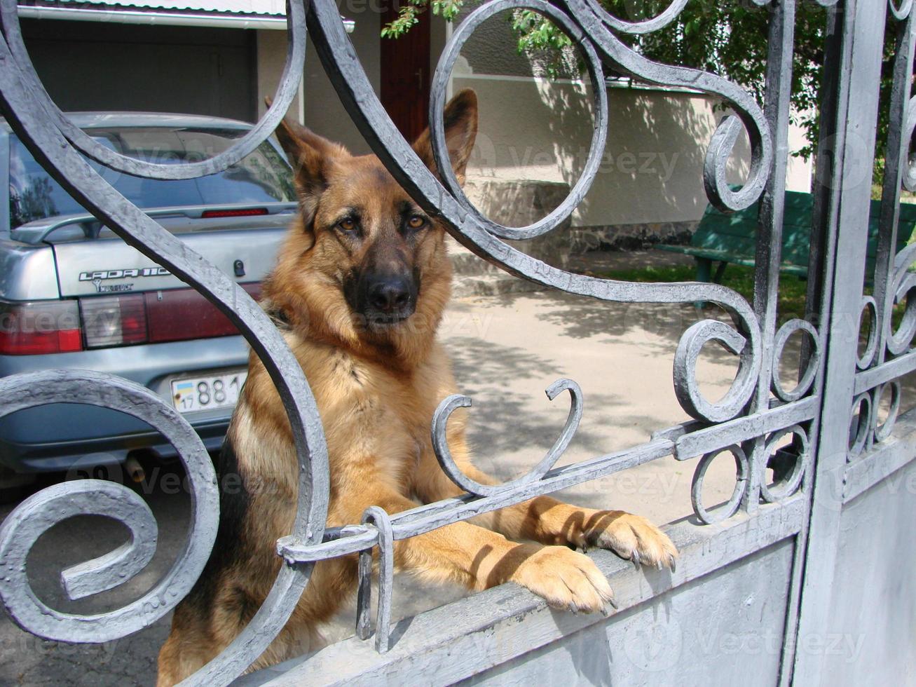 Close-up of a German Shepherd dog with intelligent eyes and tongue hanging out. The dog plays and rests photo