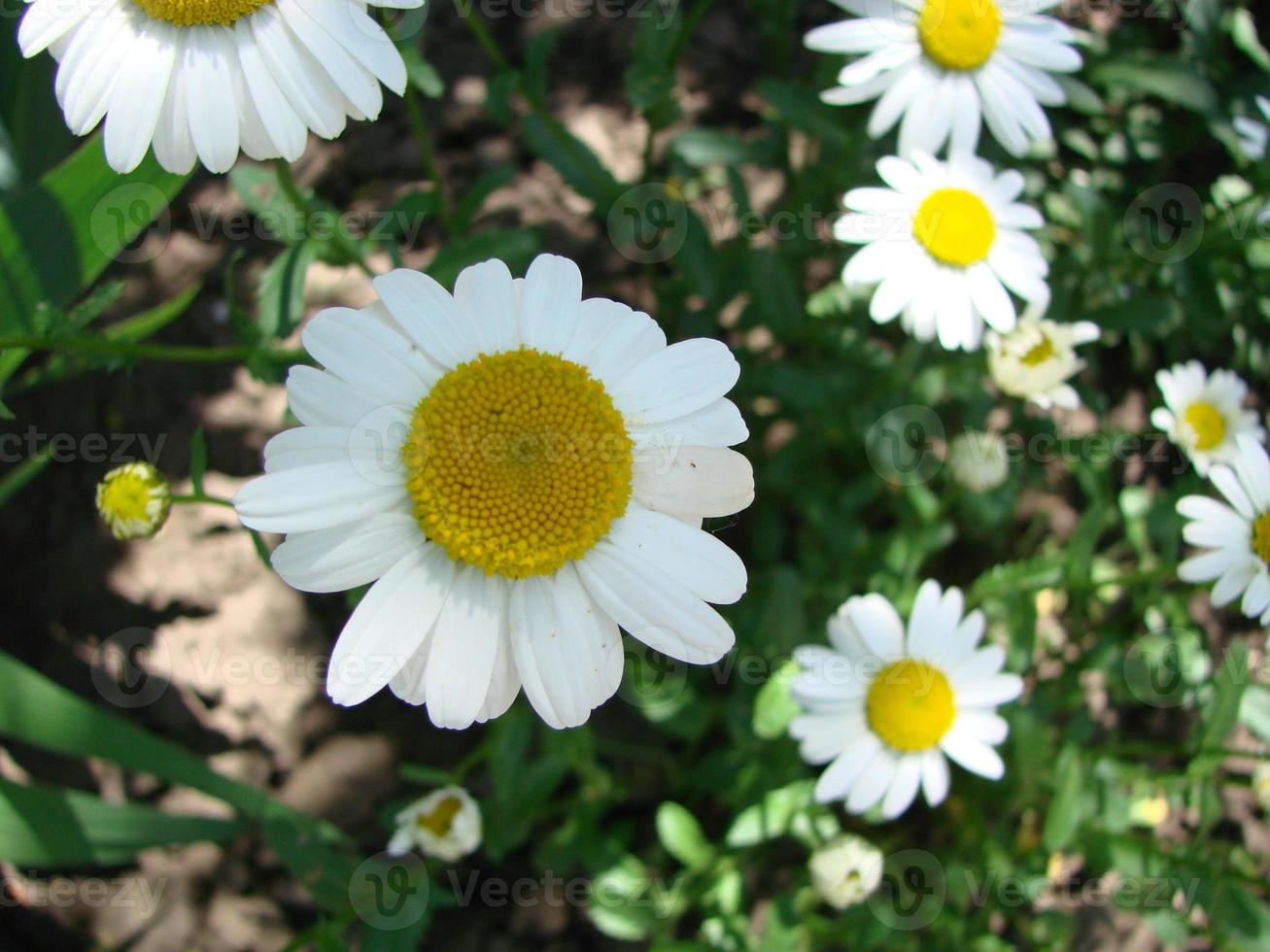 primer plano de flores de chamomiles de campo. hermosa escena natural con chamomiles médicos florecientes en el día del sol. foto