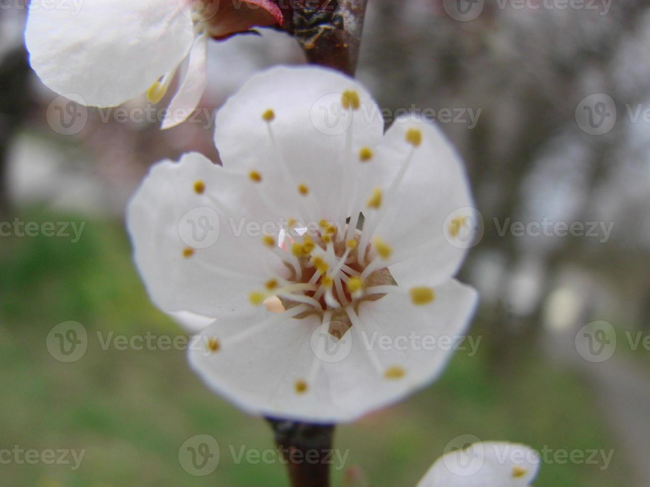 fondo de flor de primavera con albaricoque. bella escena natural con árboles floridos y cielo azul foto