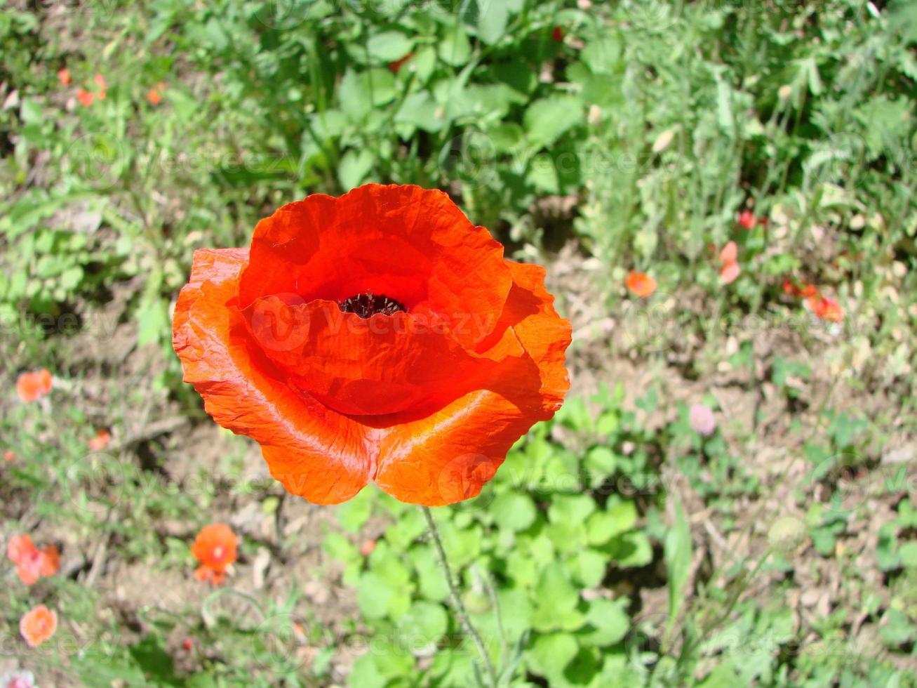 Red Poppy Flowers with a Bee and Wheat Fields on the Background. Common Poppy Papaver rhoeas photo