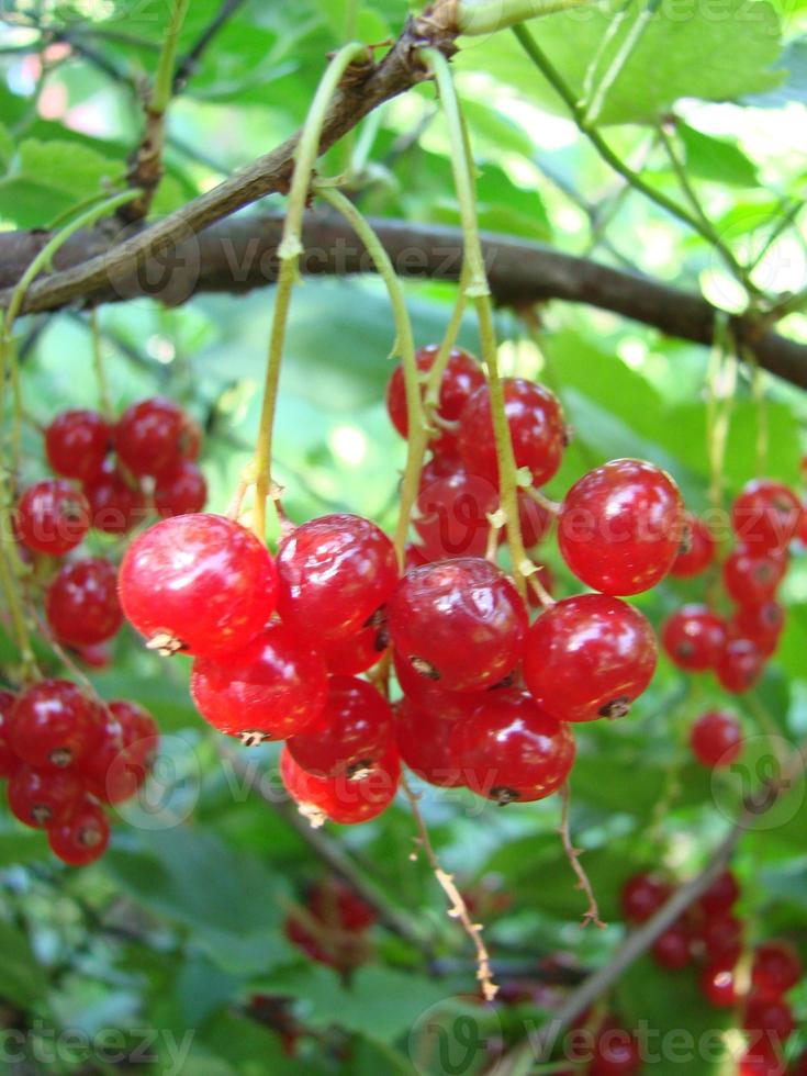 rama de grosella roja madura en un jardín foto