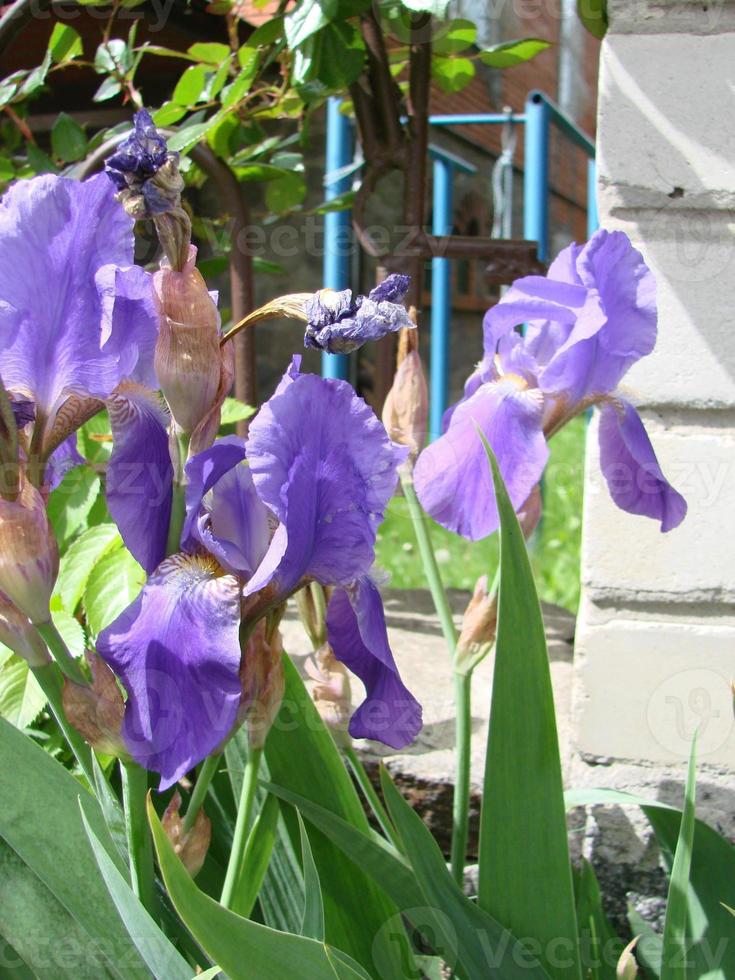 iris germánico. primer plano de flor de iris barbudo en el jardín. una planta con flores impresionantes, decoración de jardín. foto