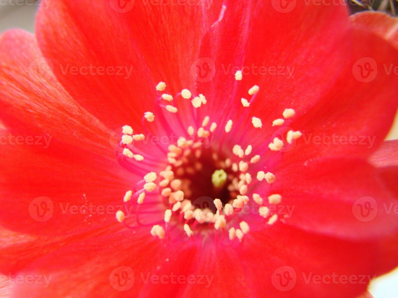 Large red bloom on hedgehog cactus in a pot at home. Two flowers at the same time, blooming thorny plant photo