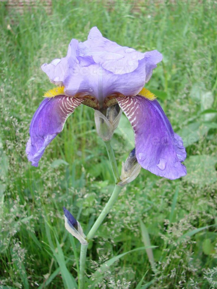 iris germánico. primer plano de flor de iris barbudo en el jardín. una planta con flores impresionantes, decoración de jardín. foto