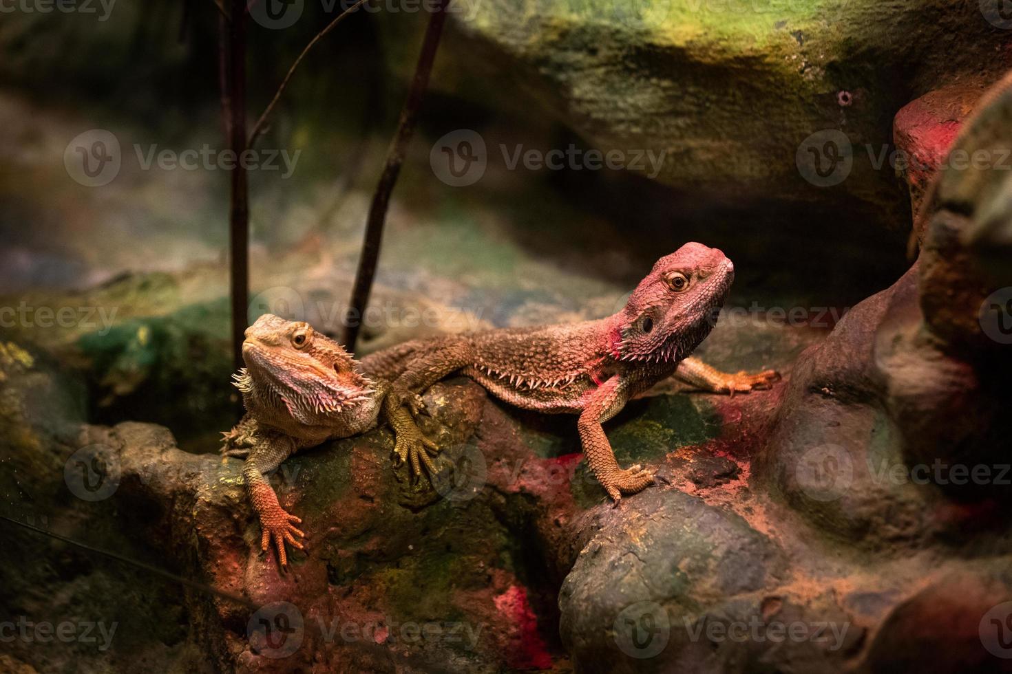 inland bearded dragon photo