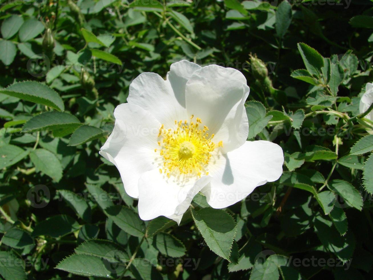 Rosa multiflora Japanese rose. Small group of wild multiflora roses photo