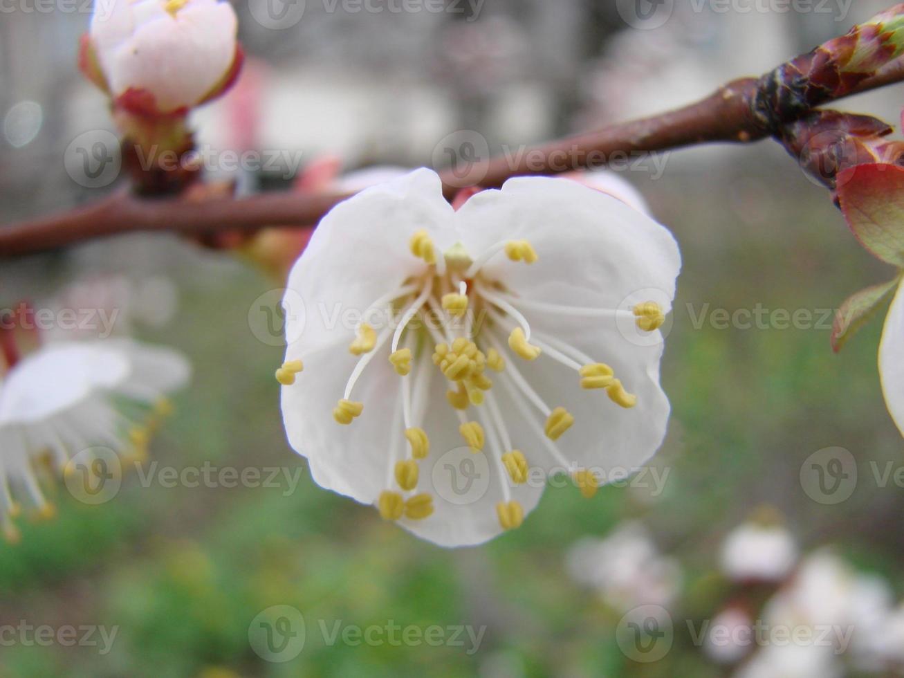 fondo de flor de primavera con albaricoque. bella escena natural con árboles floridos y cielo azul foto