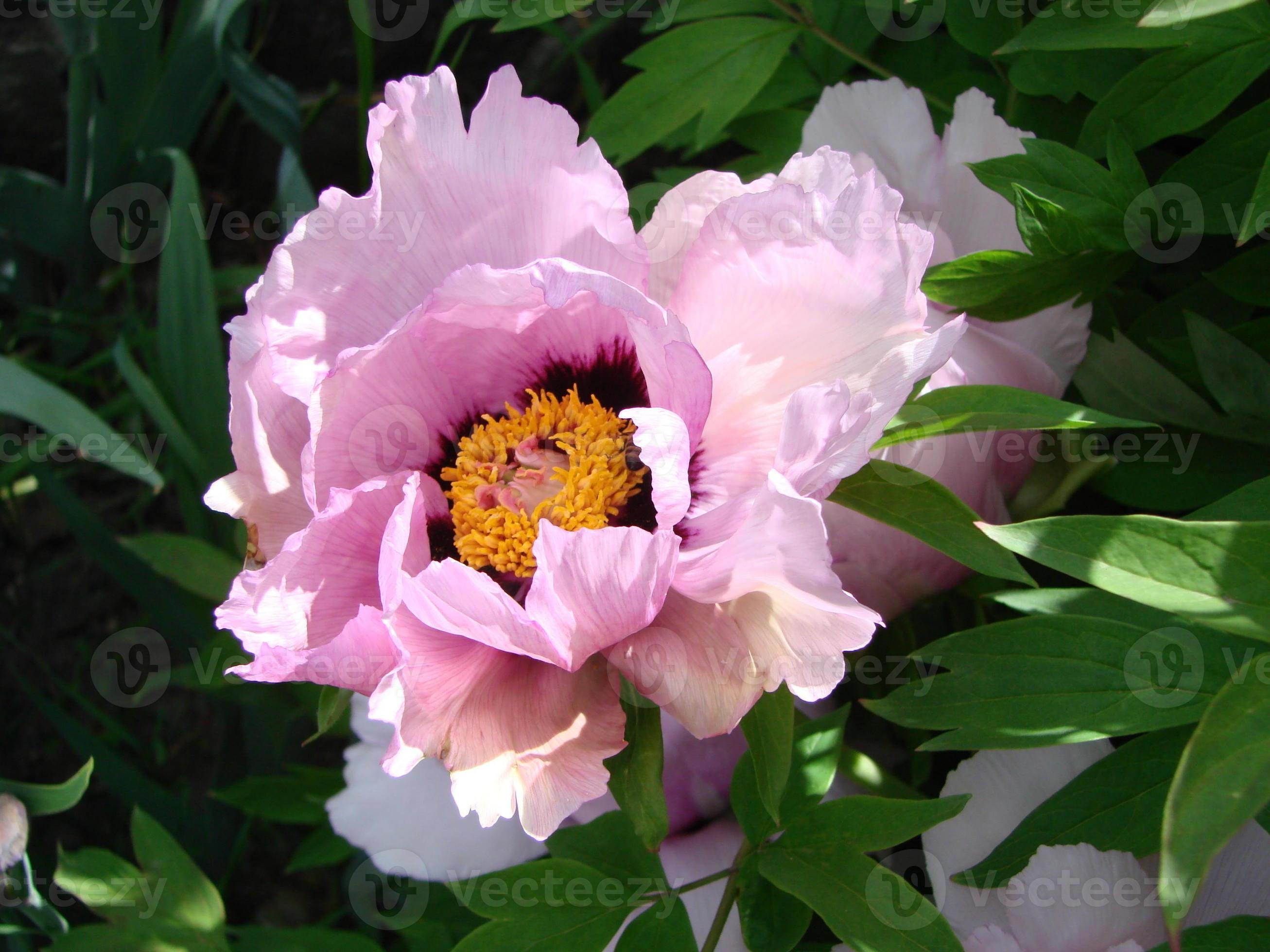 Tree peony Paeonia suffruticosa in park. Head of a pale pink peony