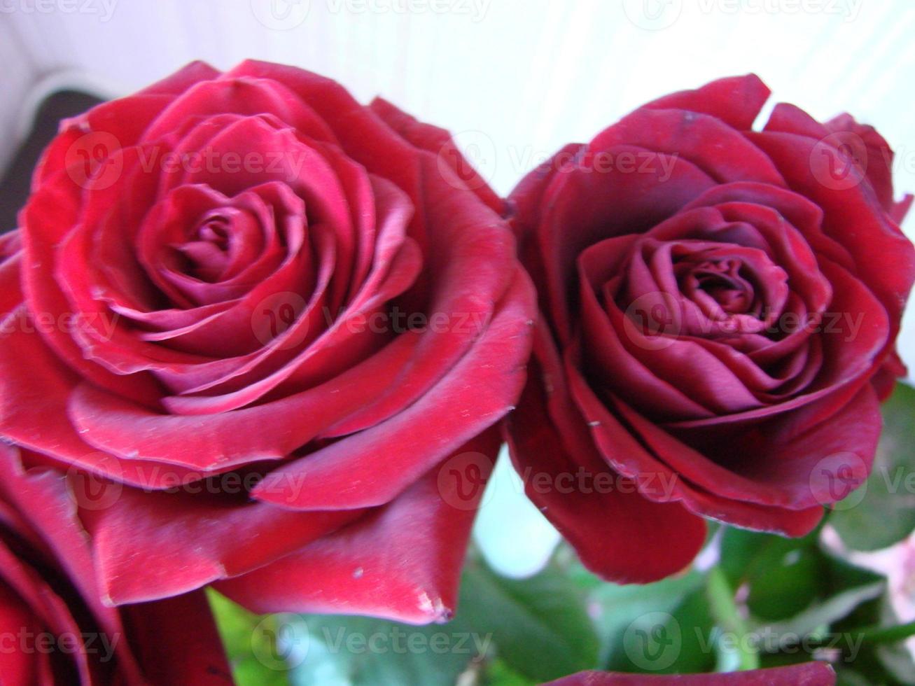 Red roses background. Texture of red flowers. Top view on red roses. Close-up, cropped shot. Nature's beauty. photo