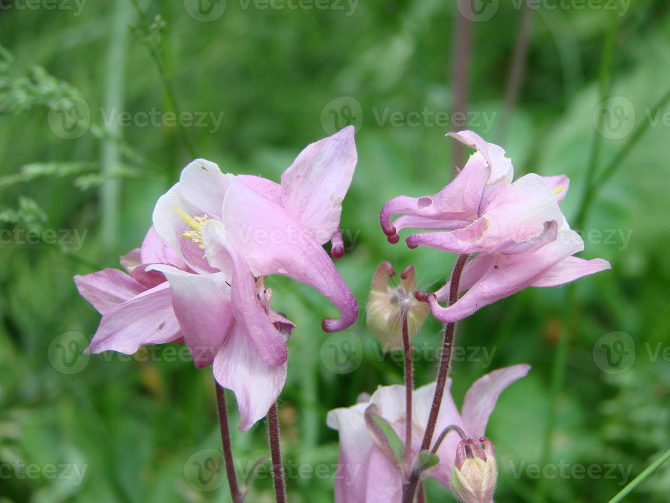 Aquilegia formosa, crimson columbine, western columbine, or red columbine. Columbine in green garden photo