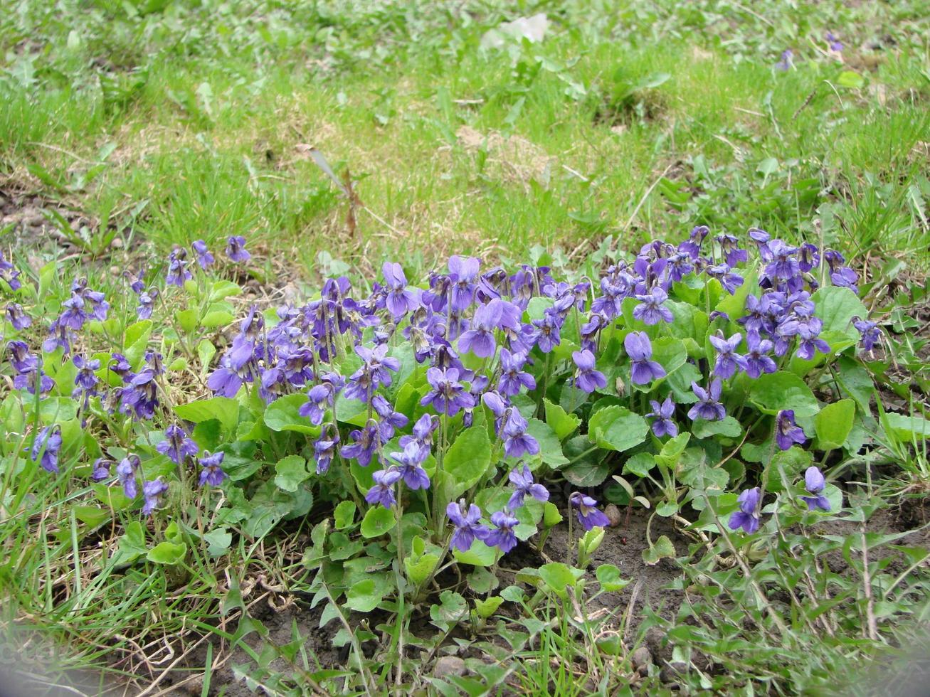 Viola reichenbachiana. Viola plant with multicolor flower. Common Violet, Viola tricolor, pansy flowers photo