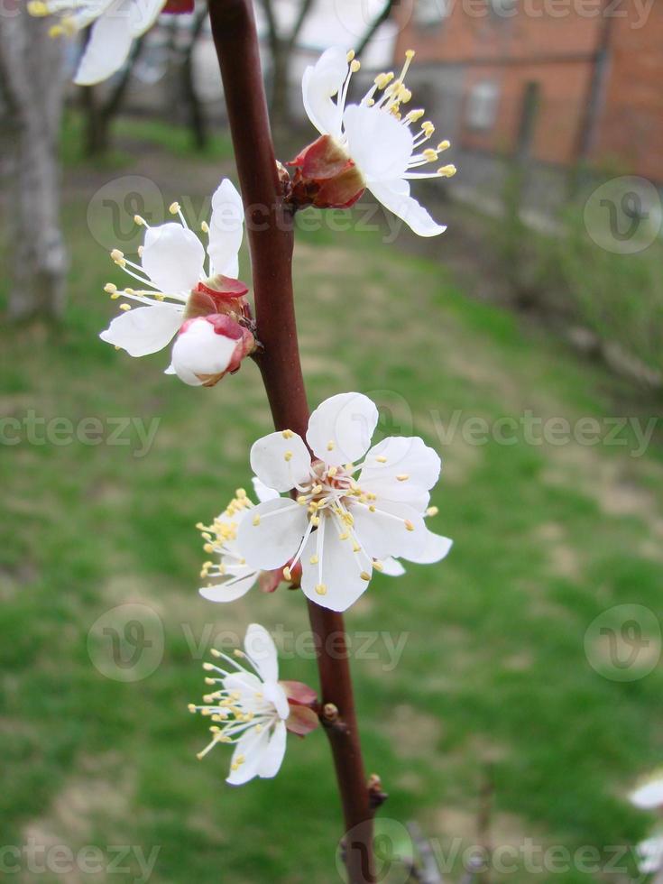 fondo de flor de primavera con albaricoque. bella escena natural con árboles floridos y cielo azul foto