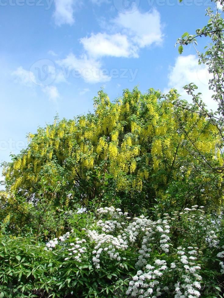 Acacia branch Robinia pseudoacacia is abundant blooming with white flowers. False acacia. photo