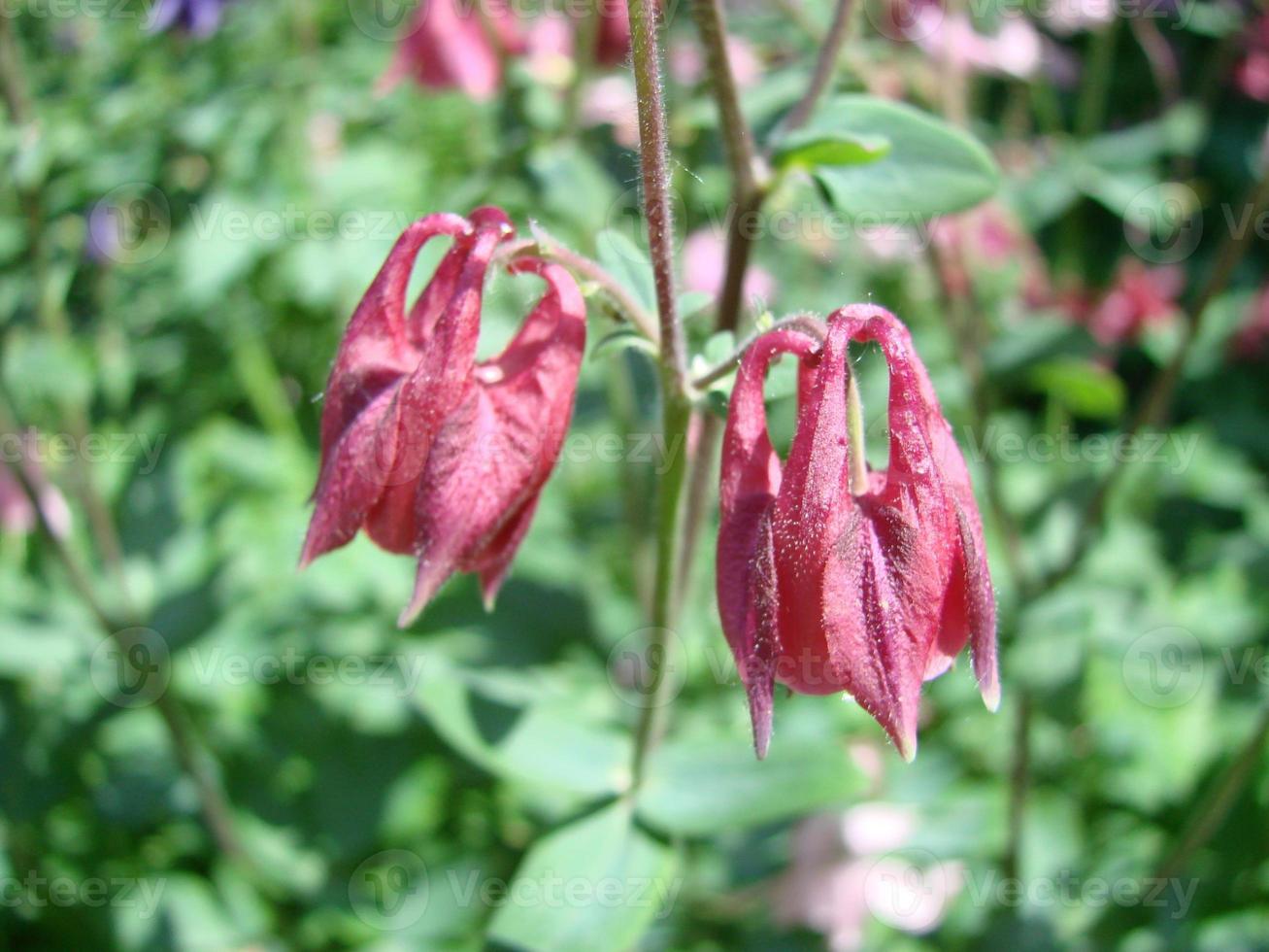 Aquilegia formosa, crimson columbine, western columbine, or red columbine. Columbine in green garden photo