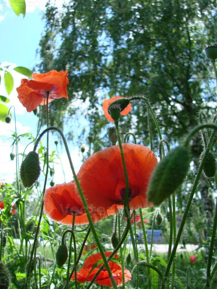 Red Poppy Flowers with a Bee and Wheat Fields on the Background. Common Poppy Papaver rhoeas photo