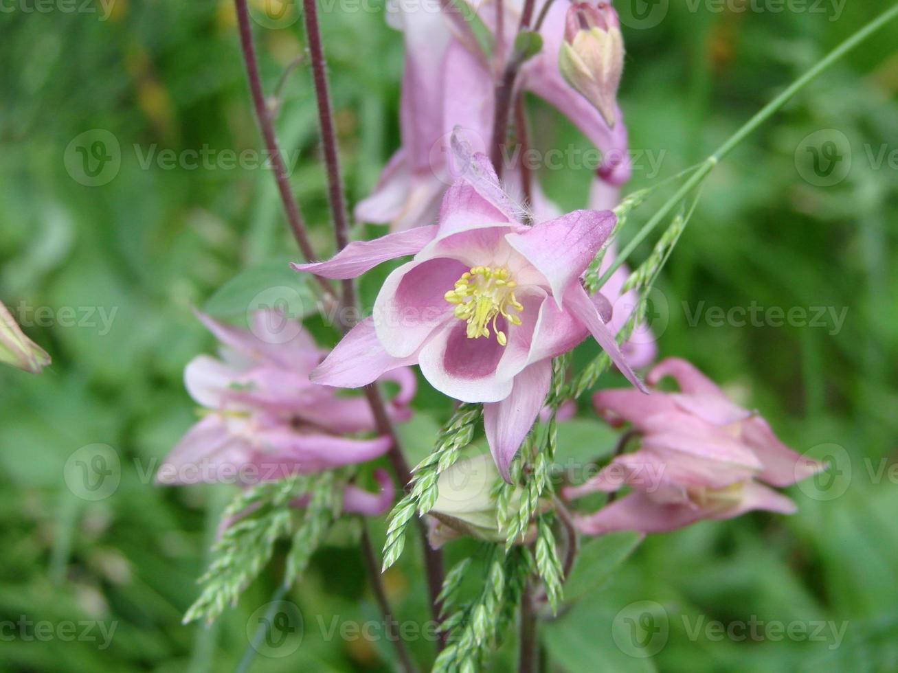 Aquilegia formosa, crimson columbine, western columbine, or red columbine. Columbine in green garden photo