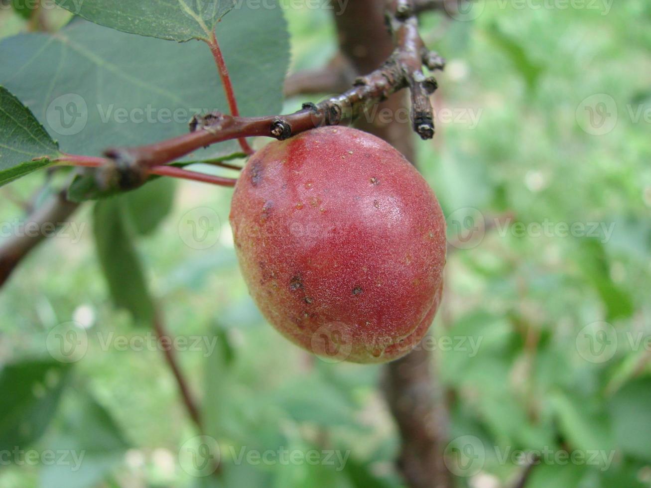 A bunch of ripe apricots branch in sunlight photo