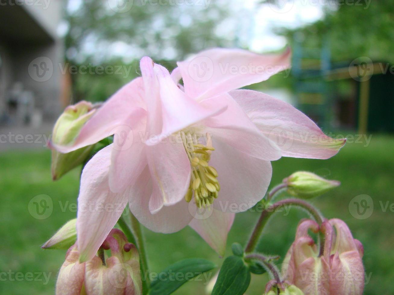 aquilegia formosa, aguileña carmesí, aguileña occidental o aguileña roja. aguileña en jardín verde foto