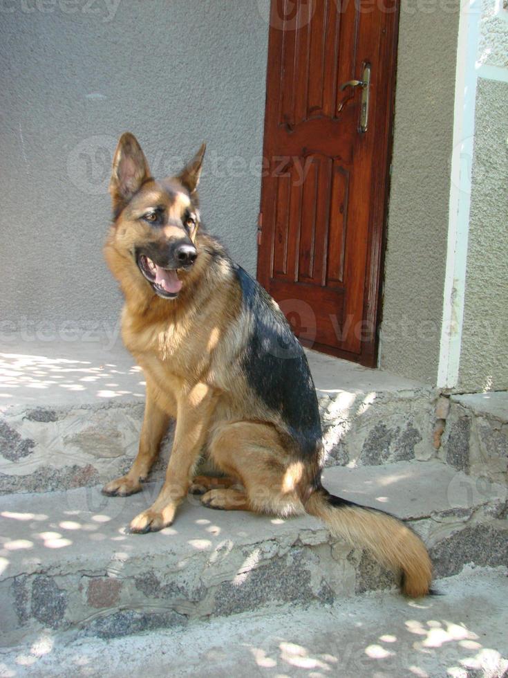 Close-up of a German Shepherd dog with intelligent eyes and tongue hanging out. The dog plays and rests photo