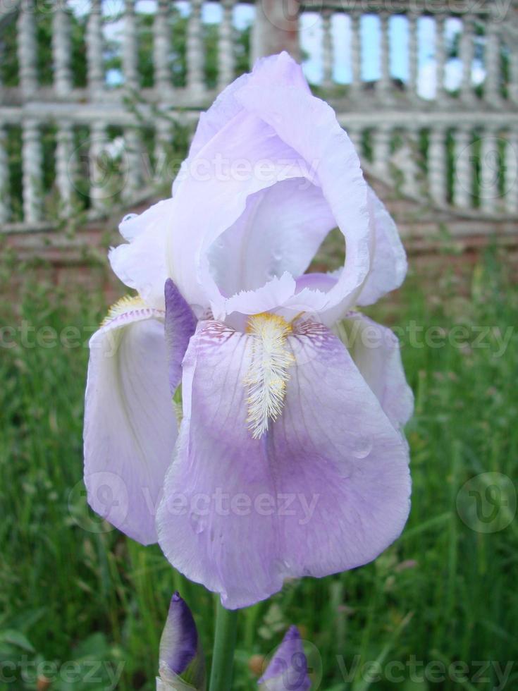 iris germánico. primer plano de flor de iris barbudo en el jardín. una planta con flores impresionantes, decoración de jardín. foto