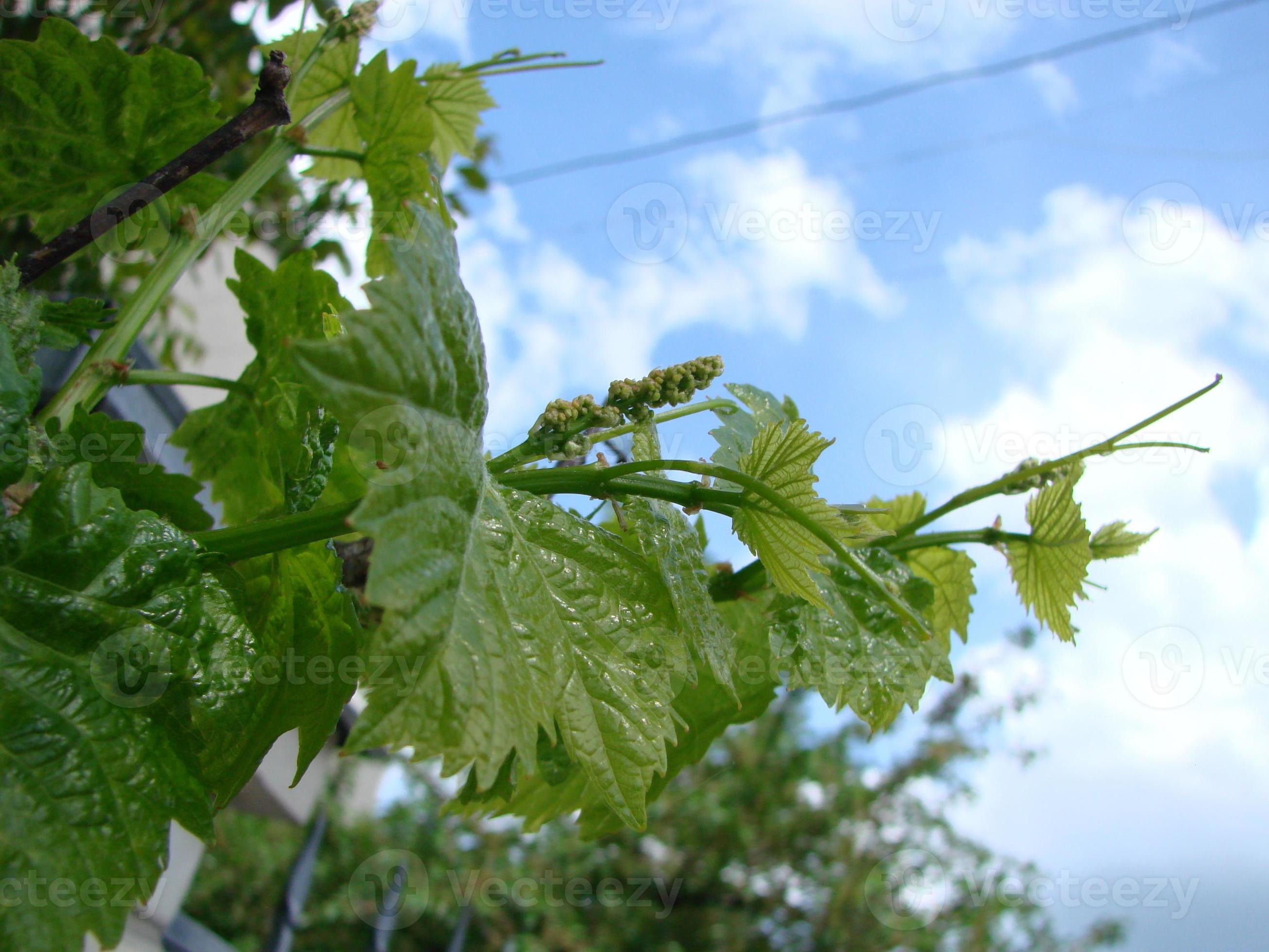 Flowering of a grapevine. Young branches of grapes with peduncles about