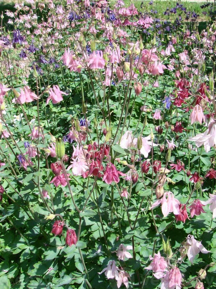 Aquilegia formosa, crimson columbine, western columbine, or red columbine. Columbine in green garden photo