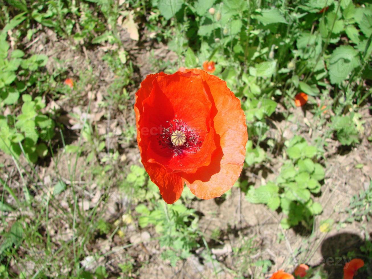 Red Poppy Flowers with a Bee and Wheat Fields on the Background. Common Poppy Papaver rhoeas photo