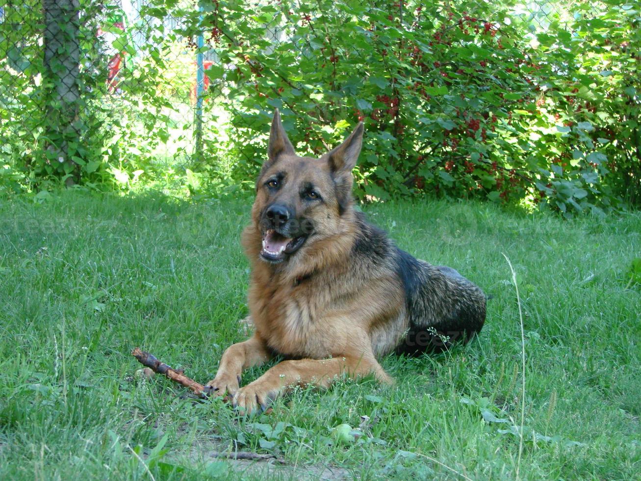 Close-up of a German Shepherd dog with intelligent eyes and tongue hanging out. The dog plays and rests photo