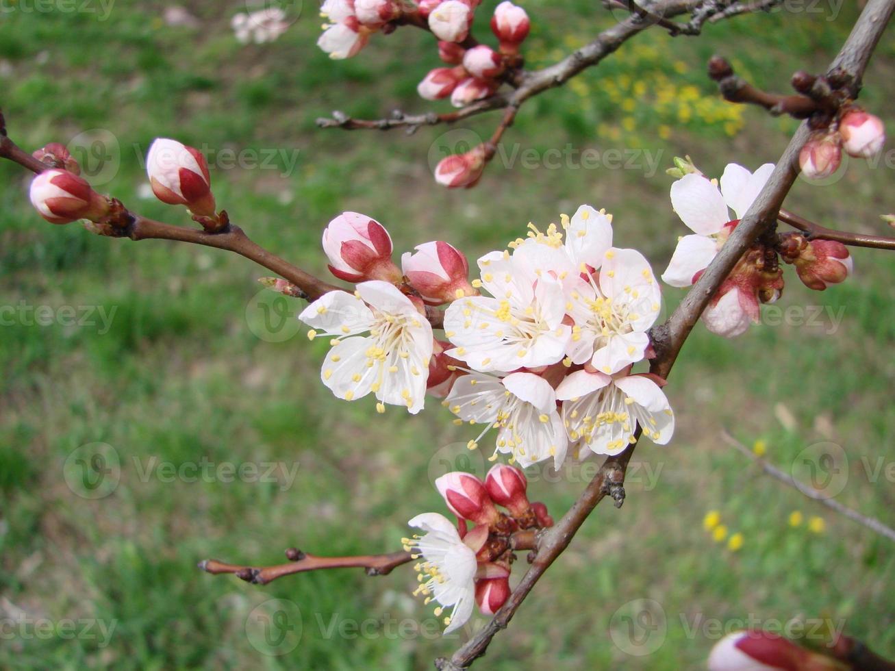 Spring blossom background with apricot. Beautiful nature scene with flowering tree and blue sky photo