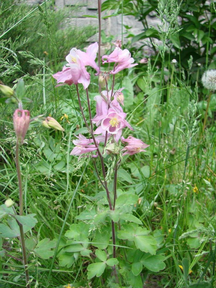 Aquilegia formosa, crimson columbine, western columbine, or red columbine. Columbine in green garden photo