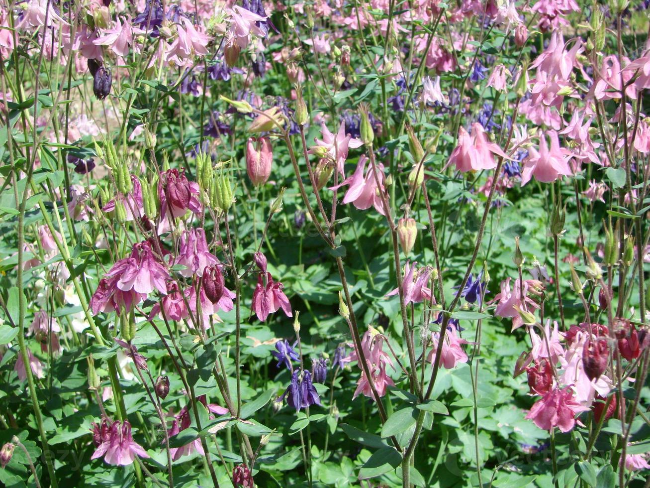Aquilegia formosa, crimson columbine, western columbine, or red columbine. Columbine in green garden photo