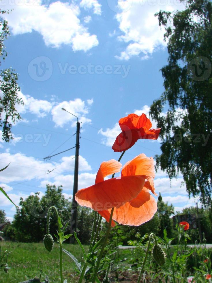 Red Poppy Flowers with a Bee and Wheat Fields on the Background. Common Poppy Papaver rhoeas photo