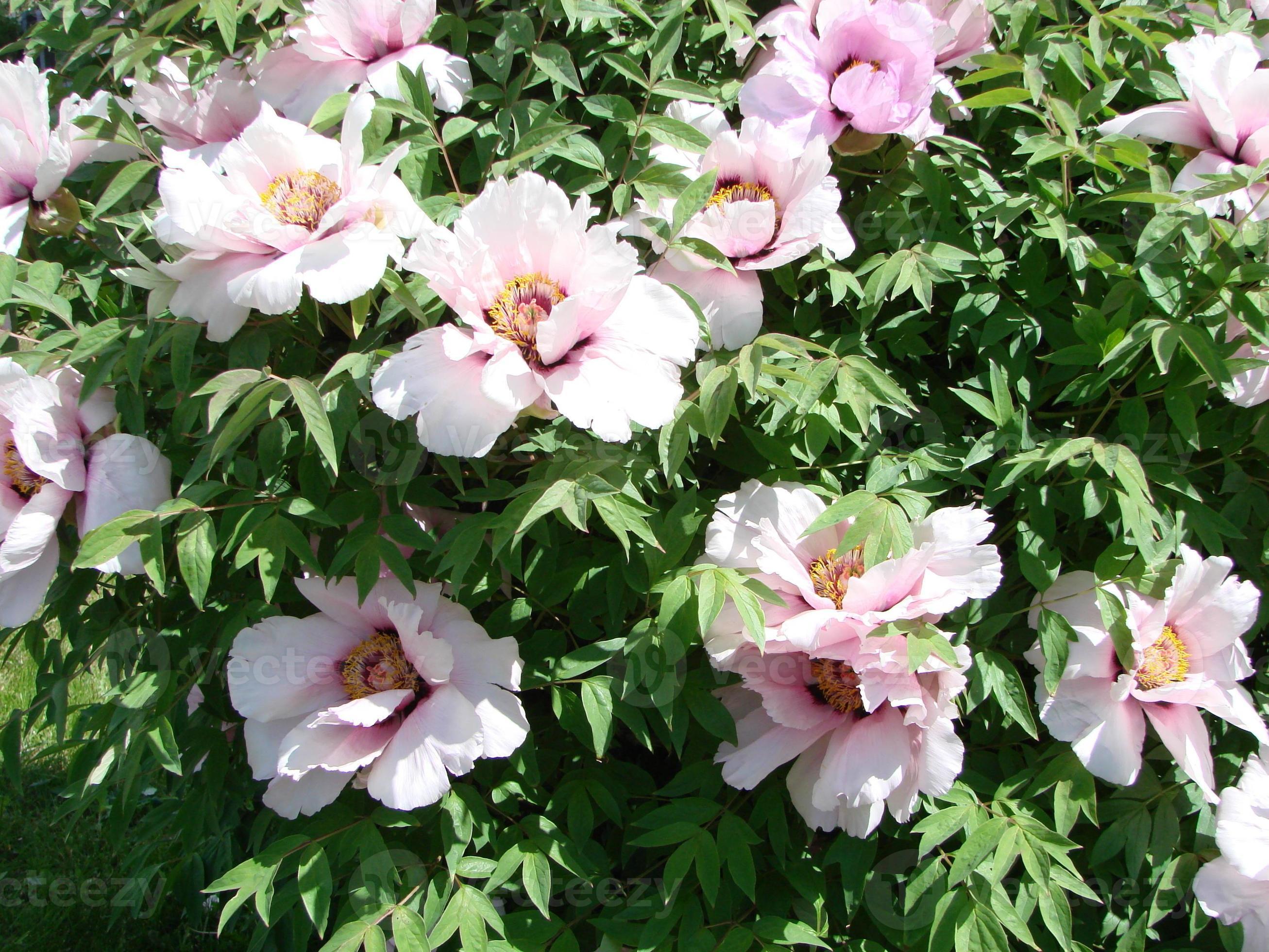 Tree peony Paeonia suffruticosa in park. Head of a pale pink peony