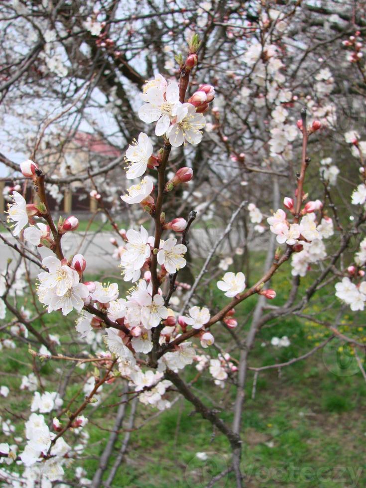 Spring blossom background with apricot. Beautiful nature scene with flowering tree and blue sky photo