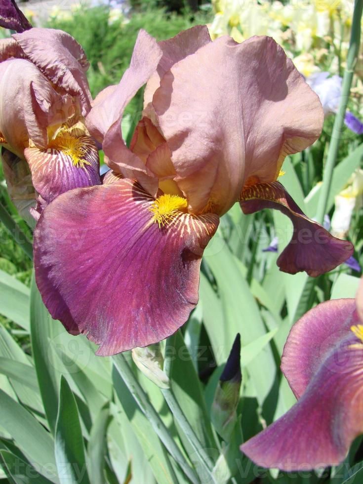 iris germánico. primer plano de flor de iris barbudo en el jardín. una planta con flores impresionantes, decoración de jardín. foto