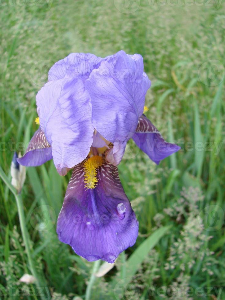 iris germánico. primer plano de flor de iris barbudo en el jardín. una planta con flores impresionantes, decoración de jardín. foto