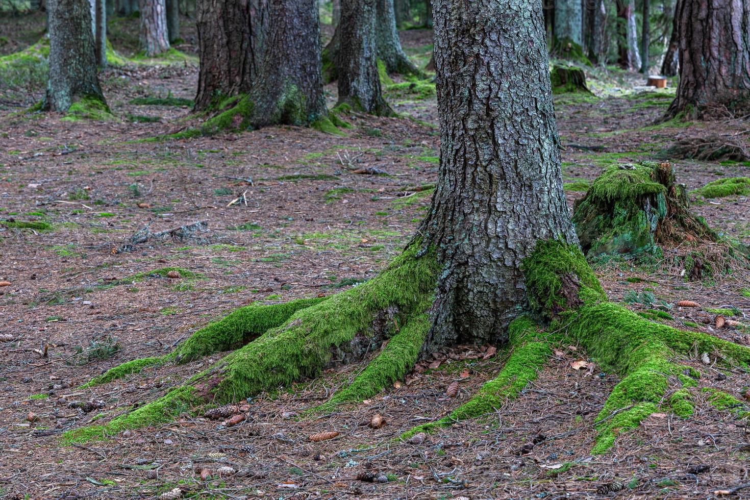 Tree Roots in the Forest photo