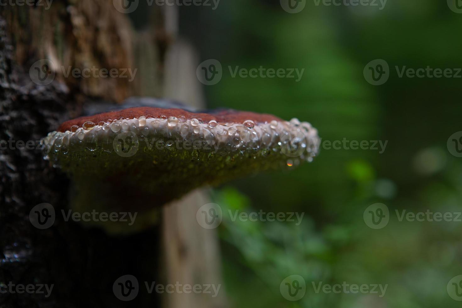 troncos de árboles en el parque foto