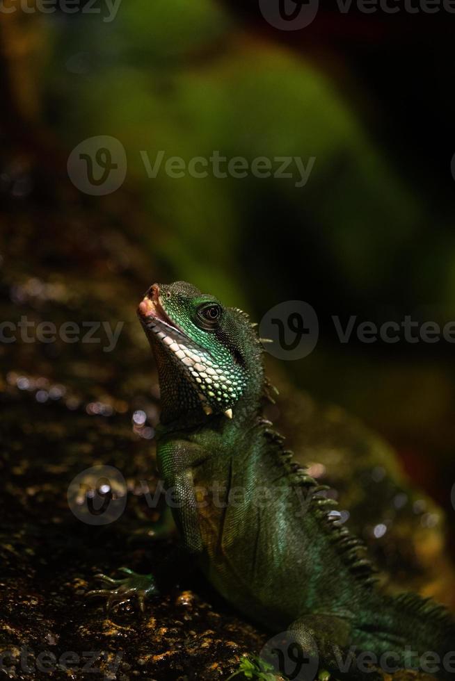 inland bearded dragon photo