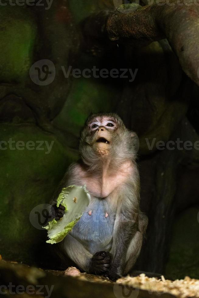 Marmosets on the natural background photo